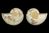 Cut & Polished Agatized Ammonite Fossil- Jurassic #131667-1